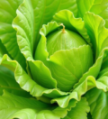 batavia lettuce nutrition facts​