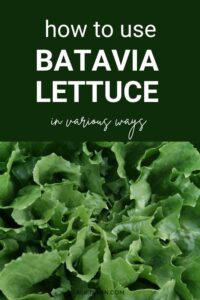 batavia lettuce nutrition facts​